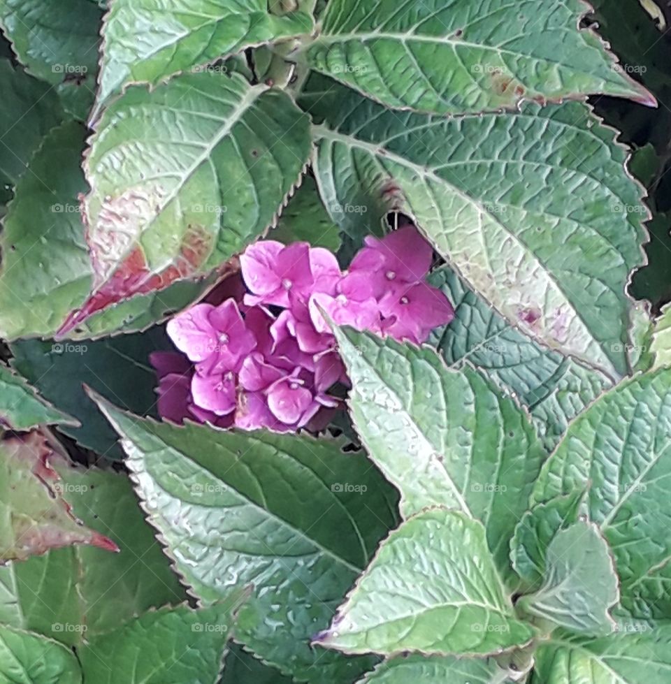 pink hydrangea flowers hidden between green leaves