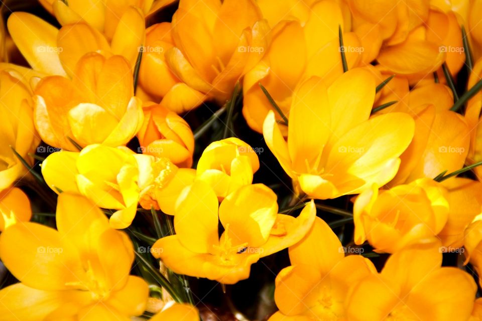 Yellow Crocus