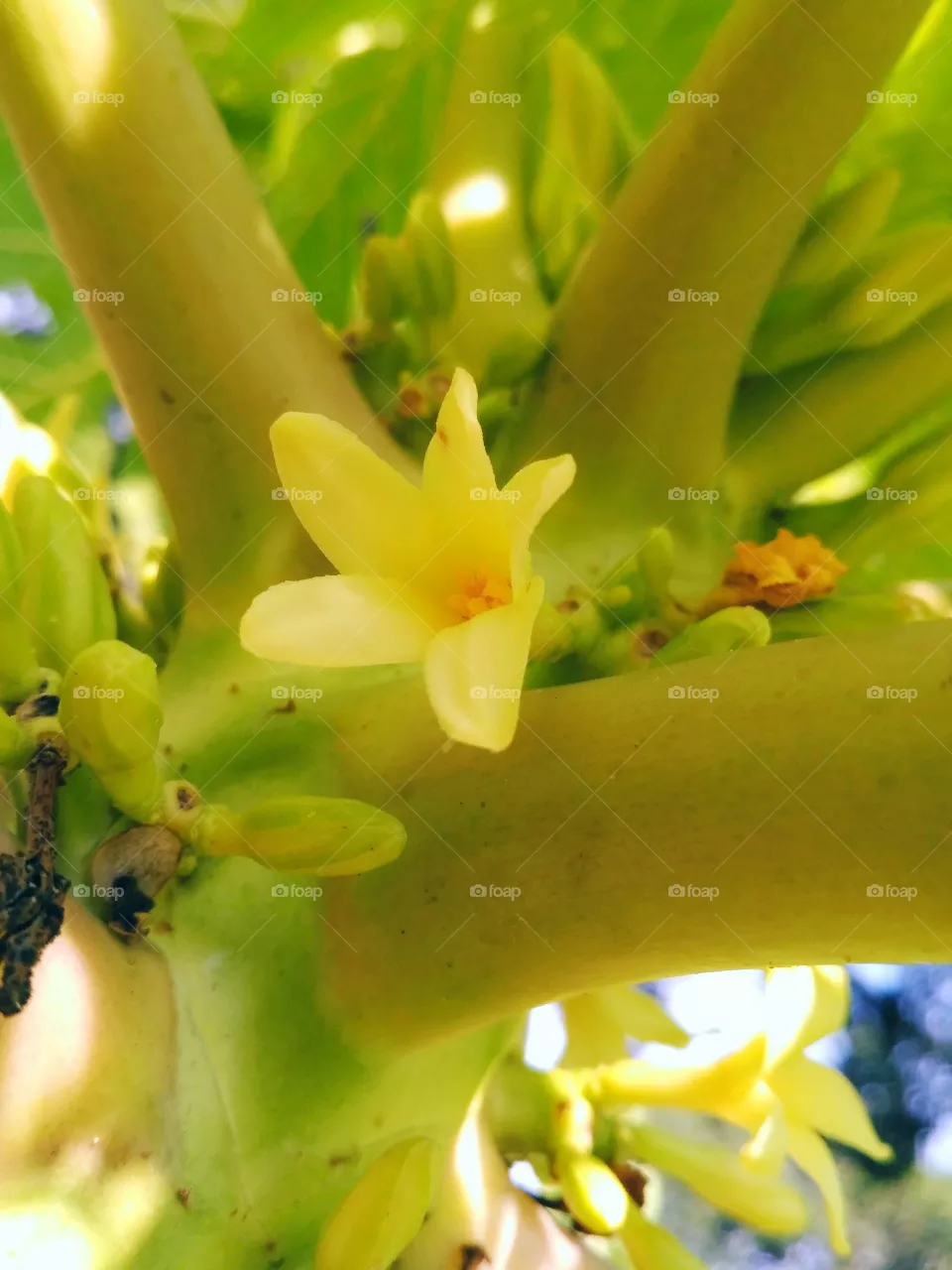Flower