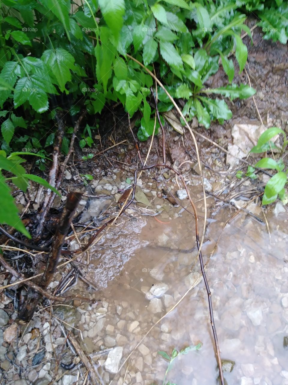 Rain flows over the edge of a puddle near my home in rural west virginia.