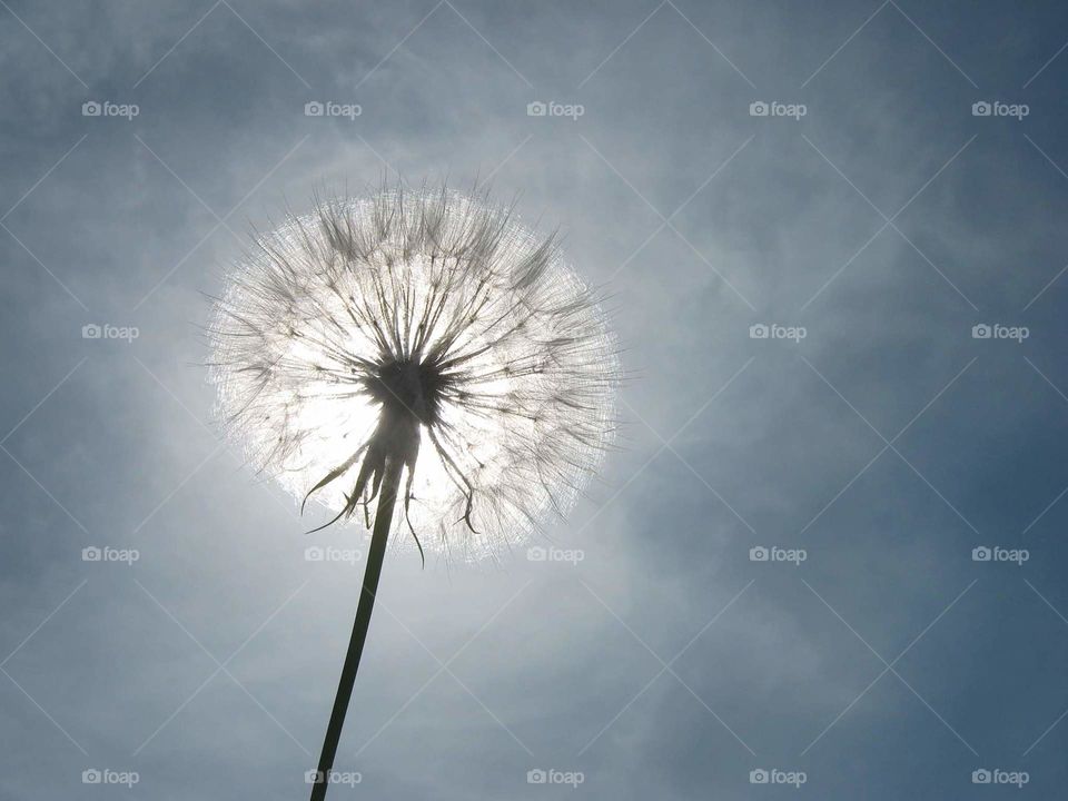Dandelion