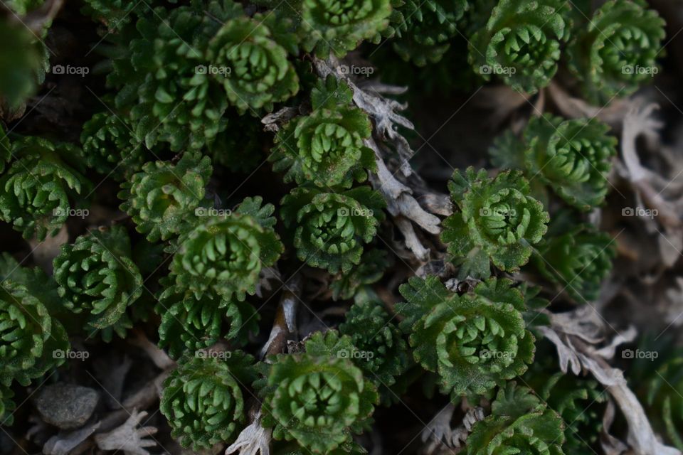 A Himalayan seasonal creeper plants