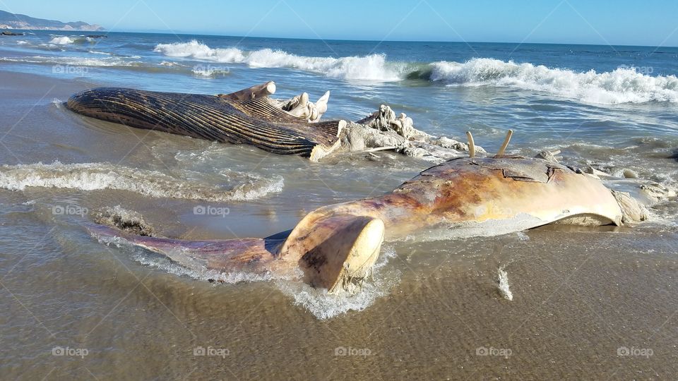 Dead Whale Washed Ashore at Limantour Beach