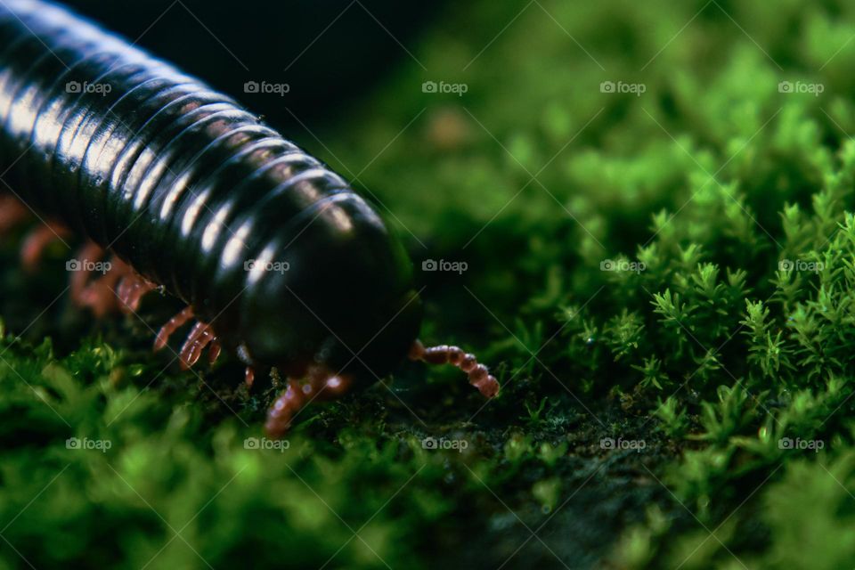millipede approaching the tiny greenish mosses