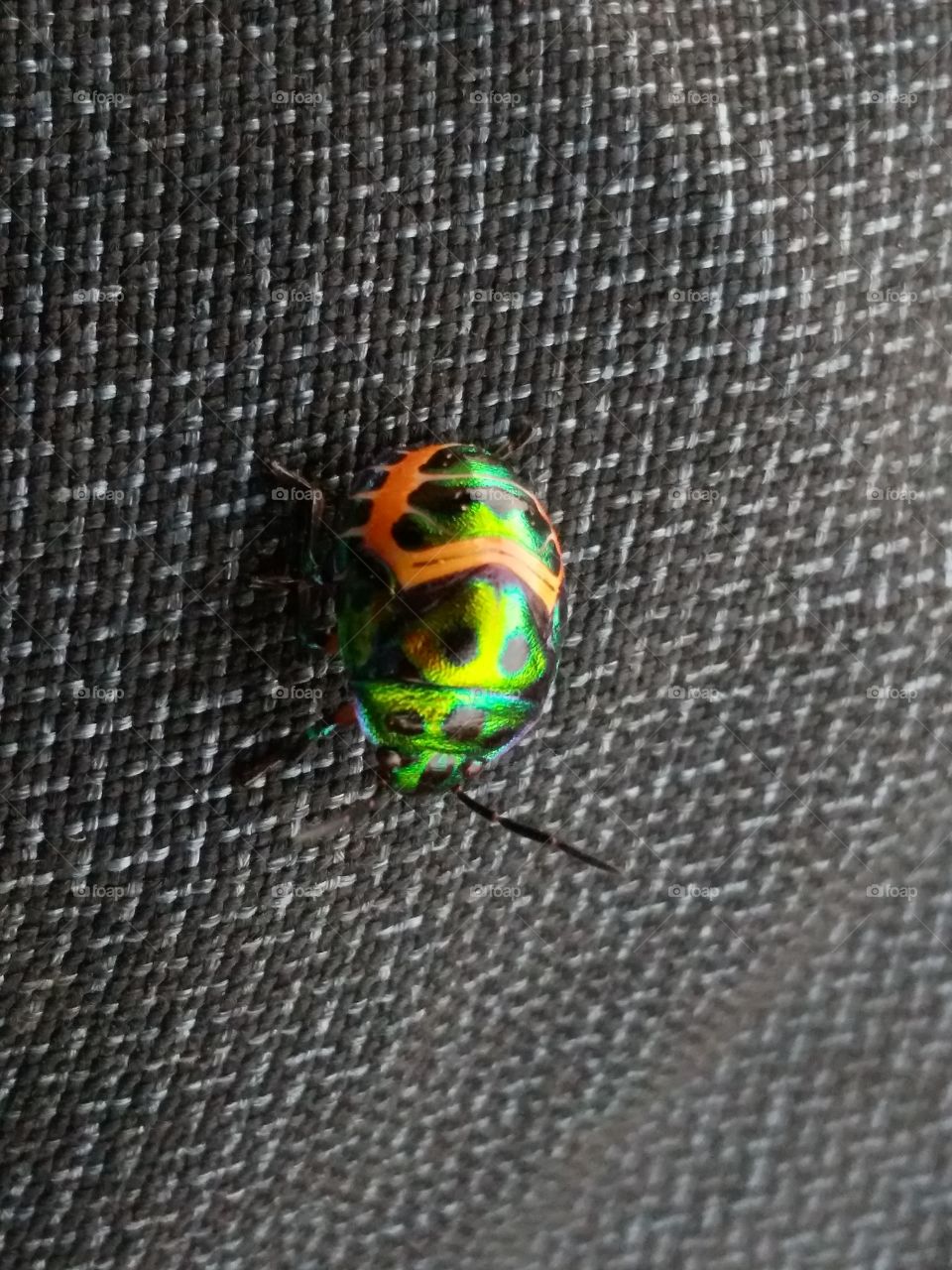 A Color Insect Above the Paint