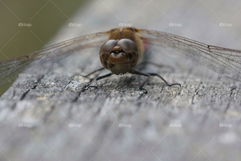 Dragonfly Close-Up. Dragonfly Close-Up