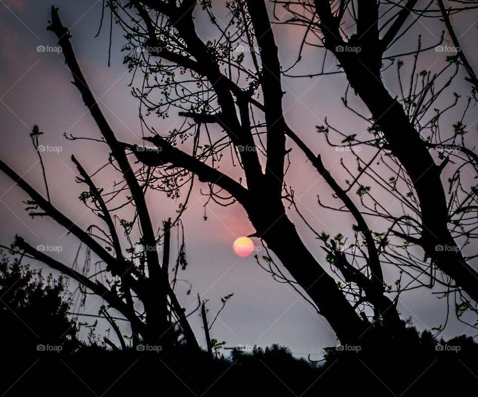 sun hiking with tree