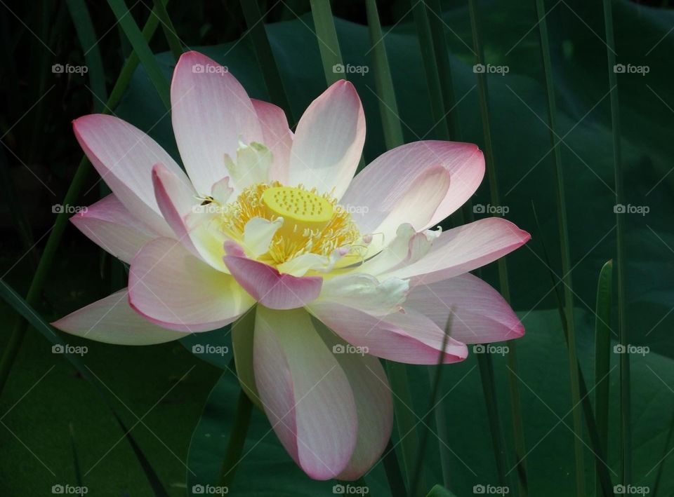 A large aquatic bloom opened up with broad pink petals and a yellow center.