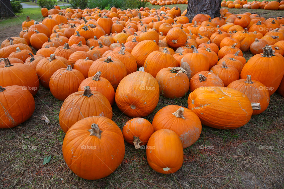 Pumpkins