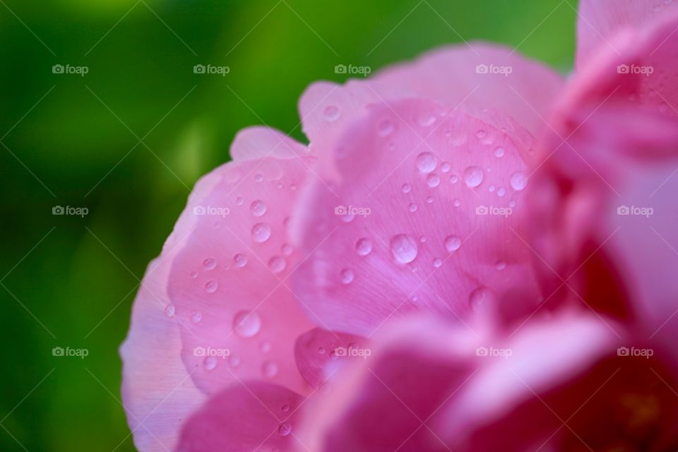 The drops of water in the flower.