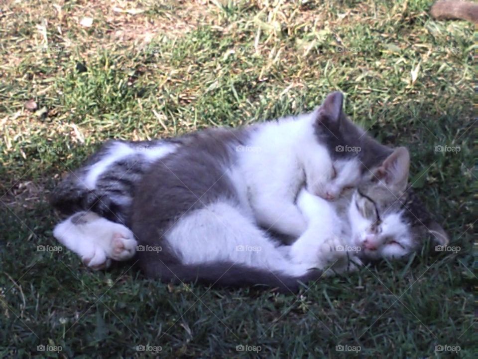 "two kittens hugging while sleeping in the sun"
