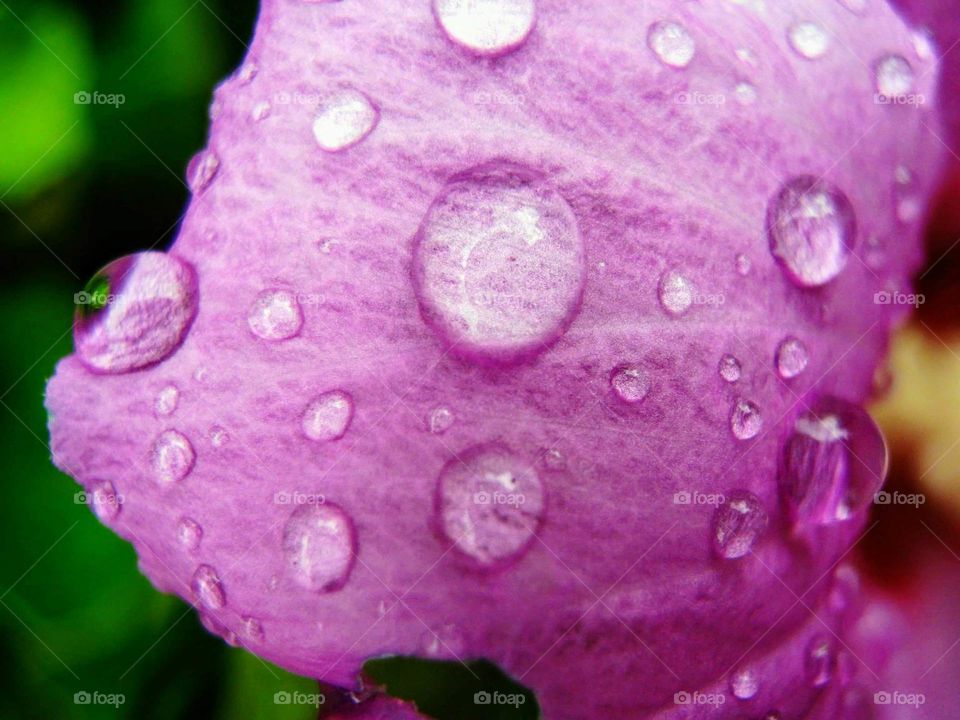 Raindrops on the petal