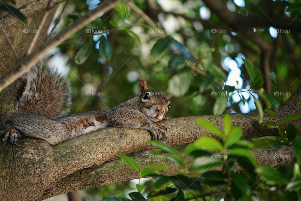 mama squirrel taking a break from her babies