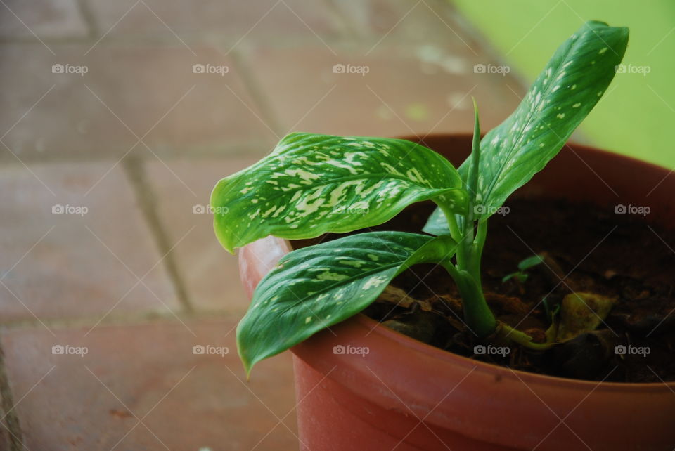 Close-up of potted plant