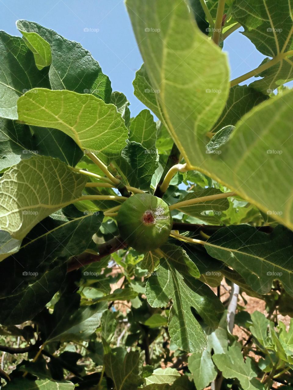 Fig tree