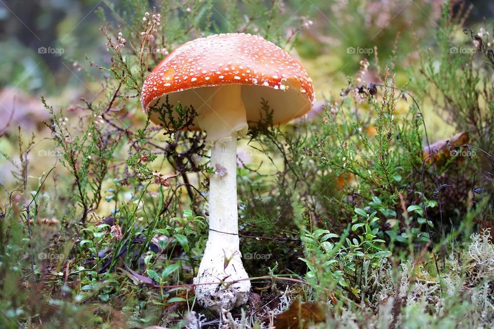 Amanita muscaria, red mushroom 