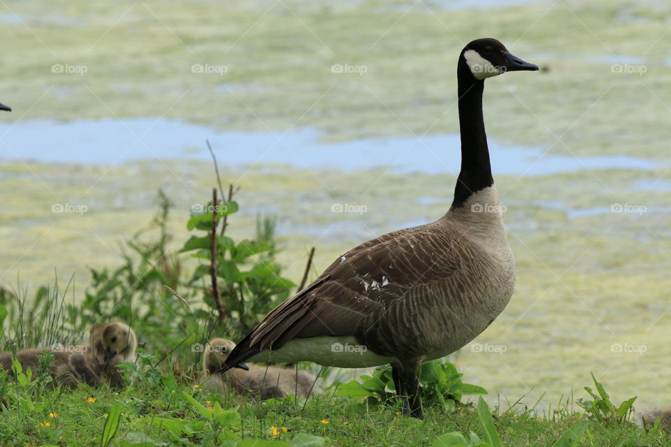 forêt des 5 tailles