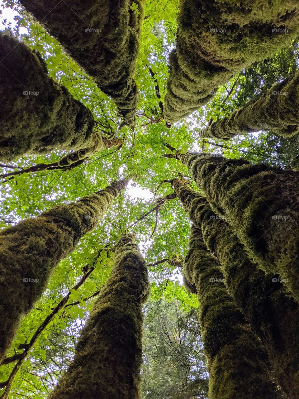 Looking up between the trees