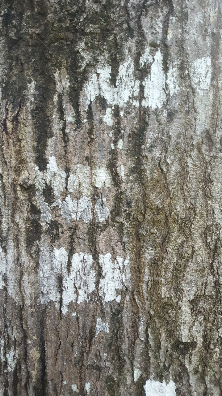 bark tree pattern