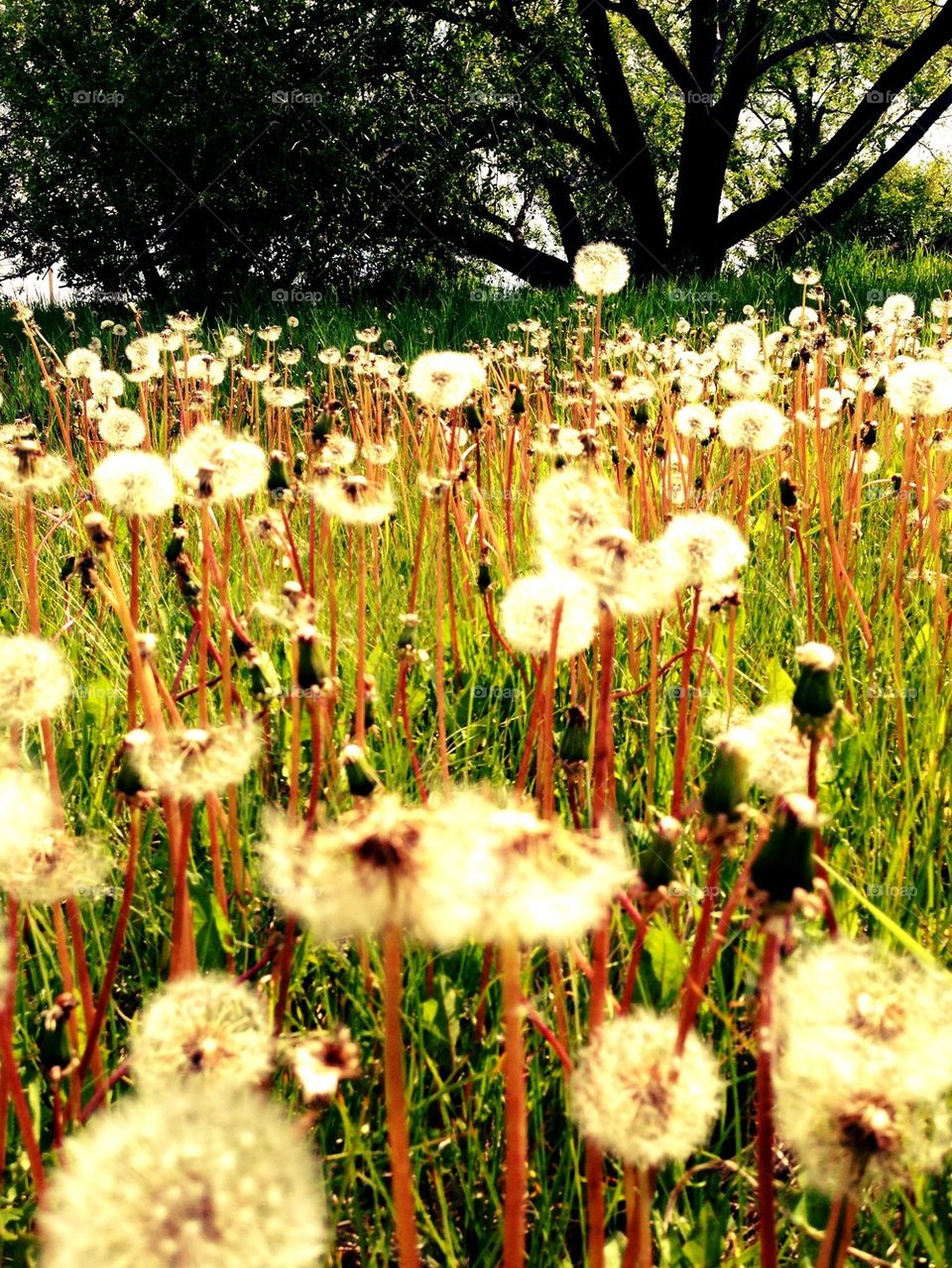 Dandelions