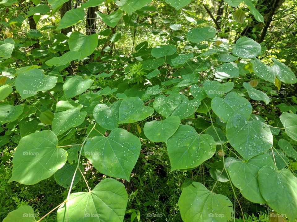 dew drop leaves