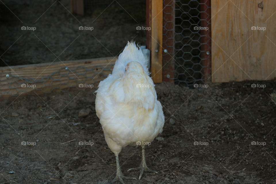 Easter Egger chicken cleaning