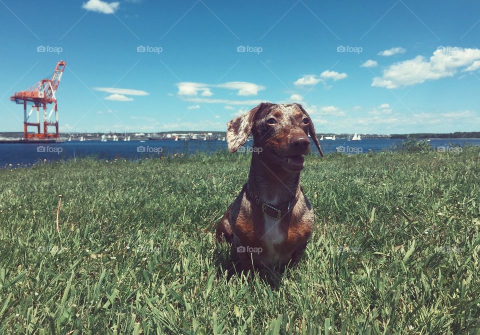 Seaside puppy enjoying the sun at Point Pleasant Park in Halifax, Nova Scotia.