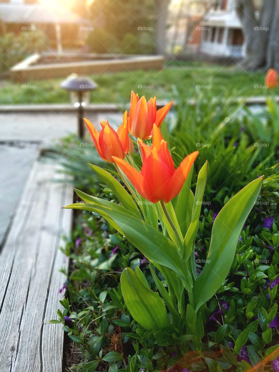 happy tulips