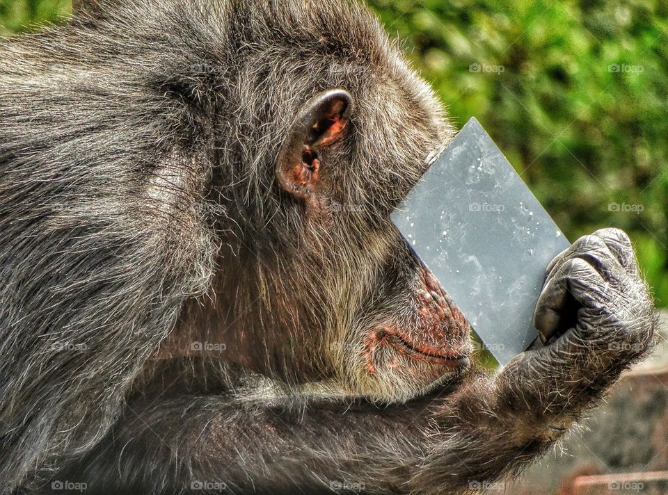 Chimpanzee Playing With a Mirror