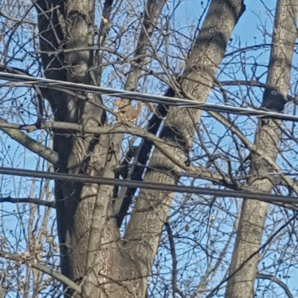 squirrel in a tree