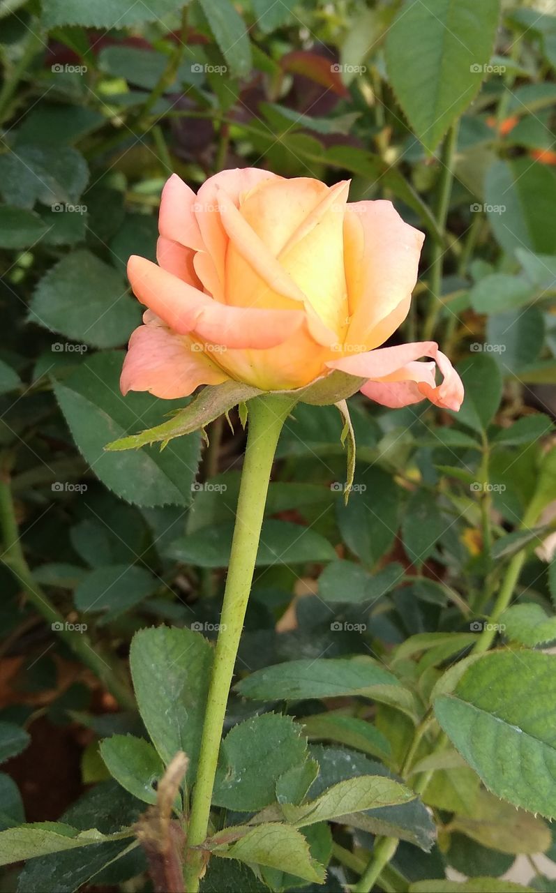 a 🌹