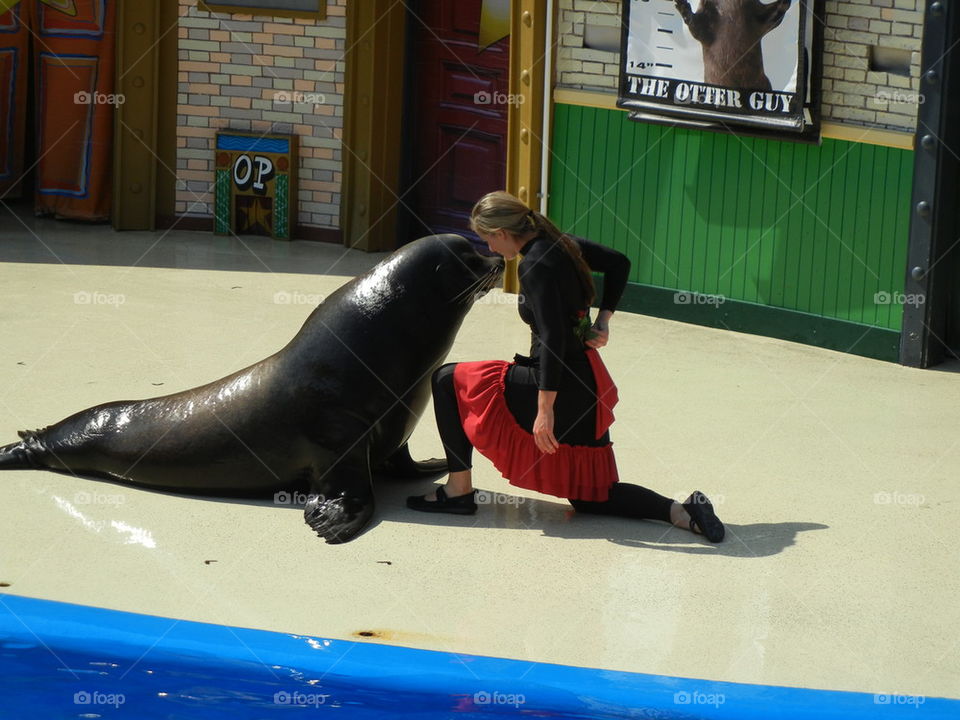 sea lion show
