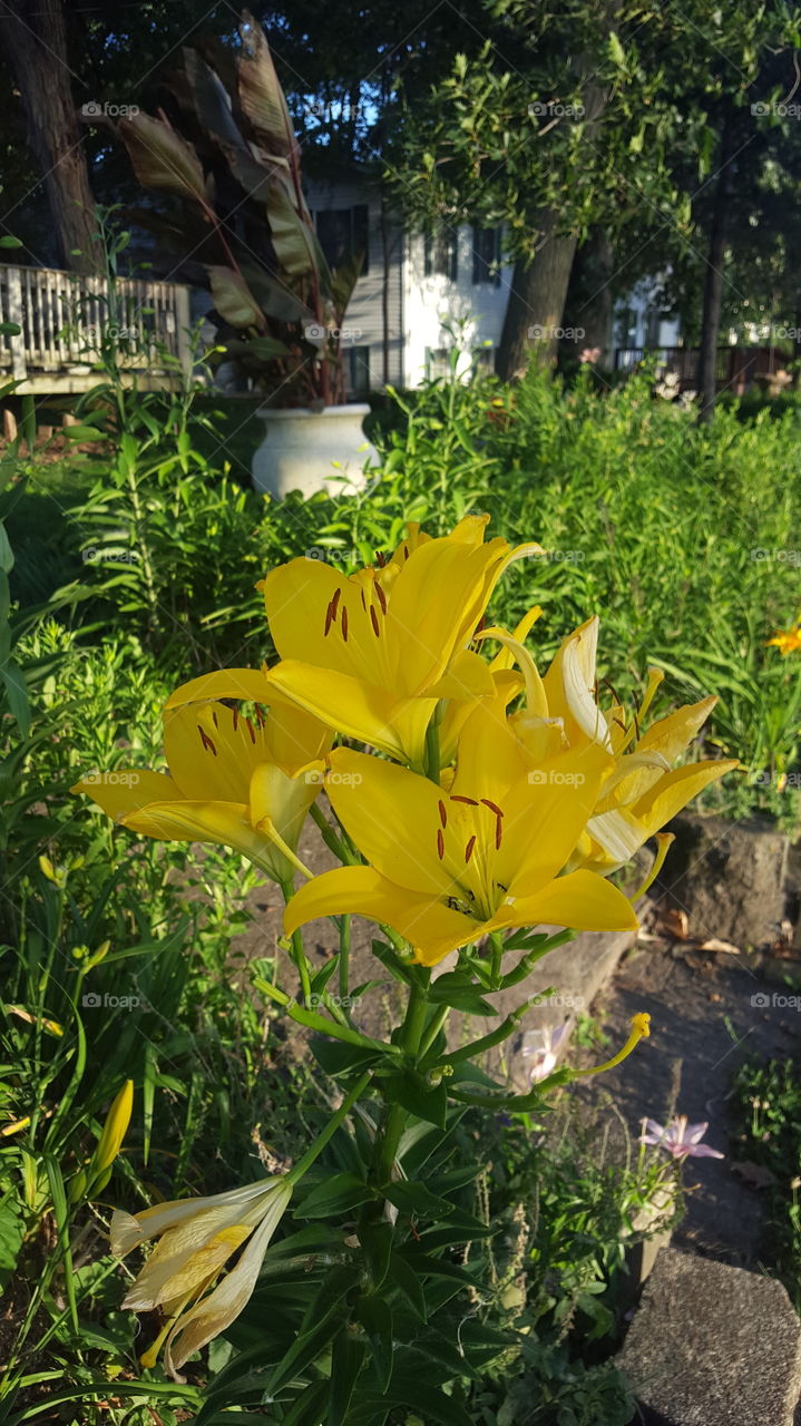 yellow lillies