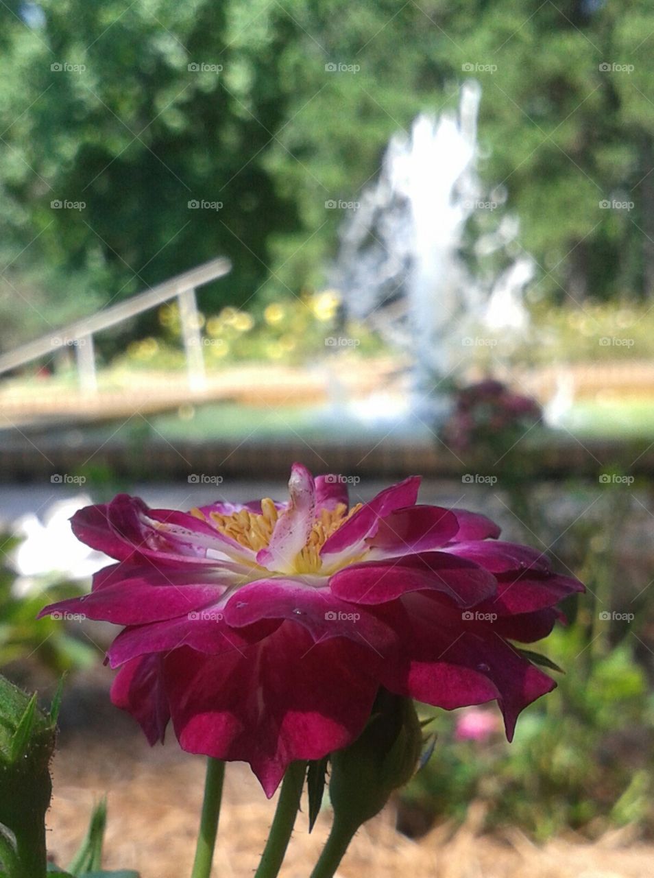 fountain side rose