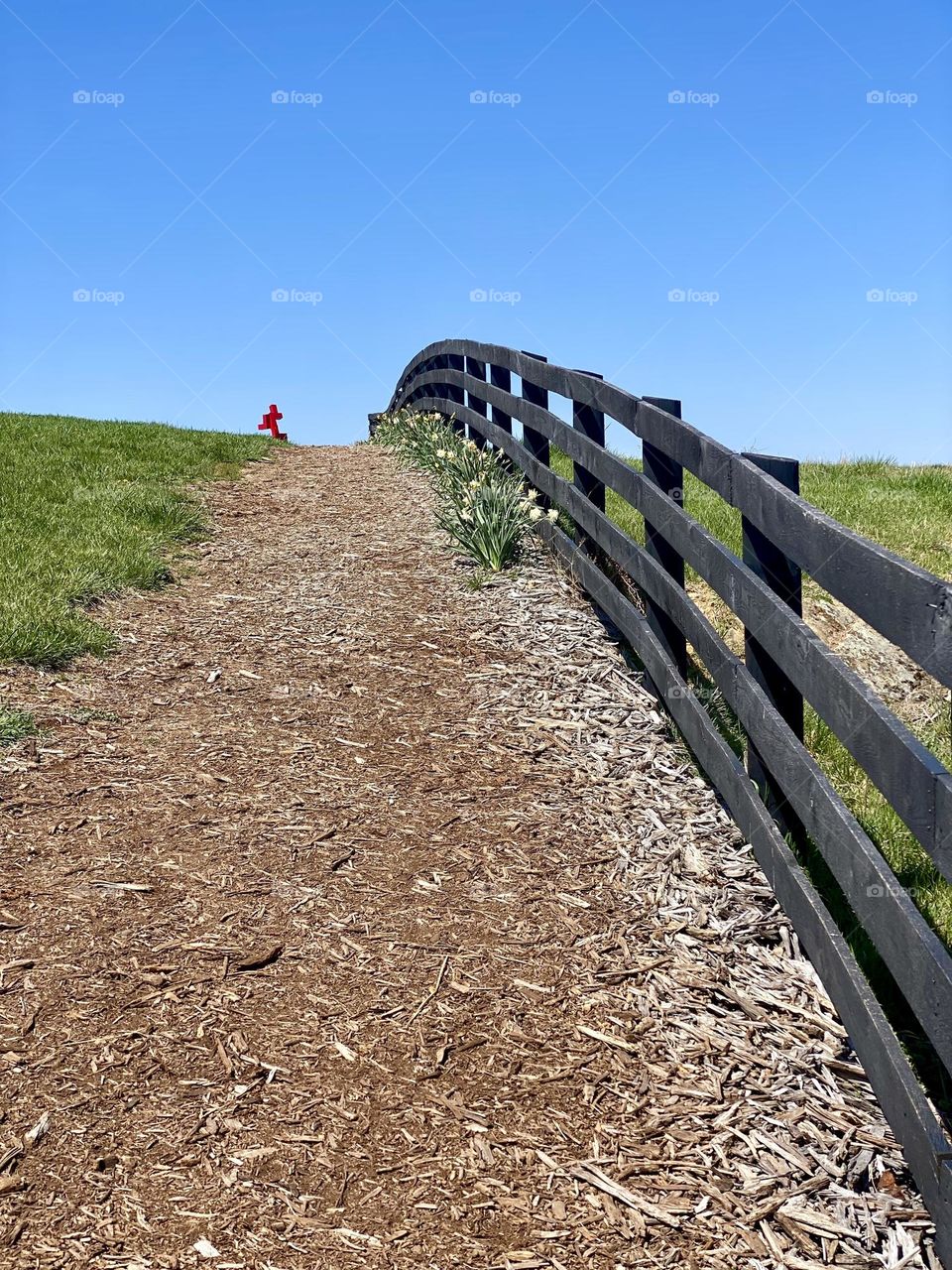 A black painted fence lined by daffodils separating a field from a walking path