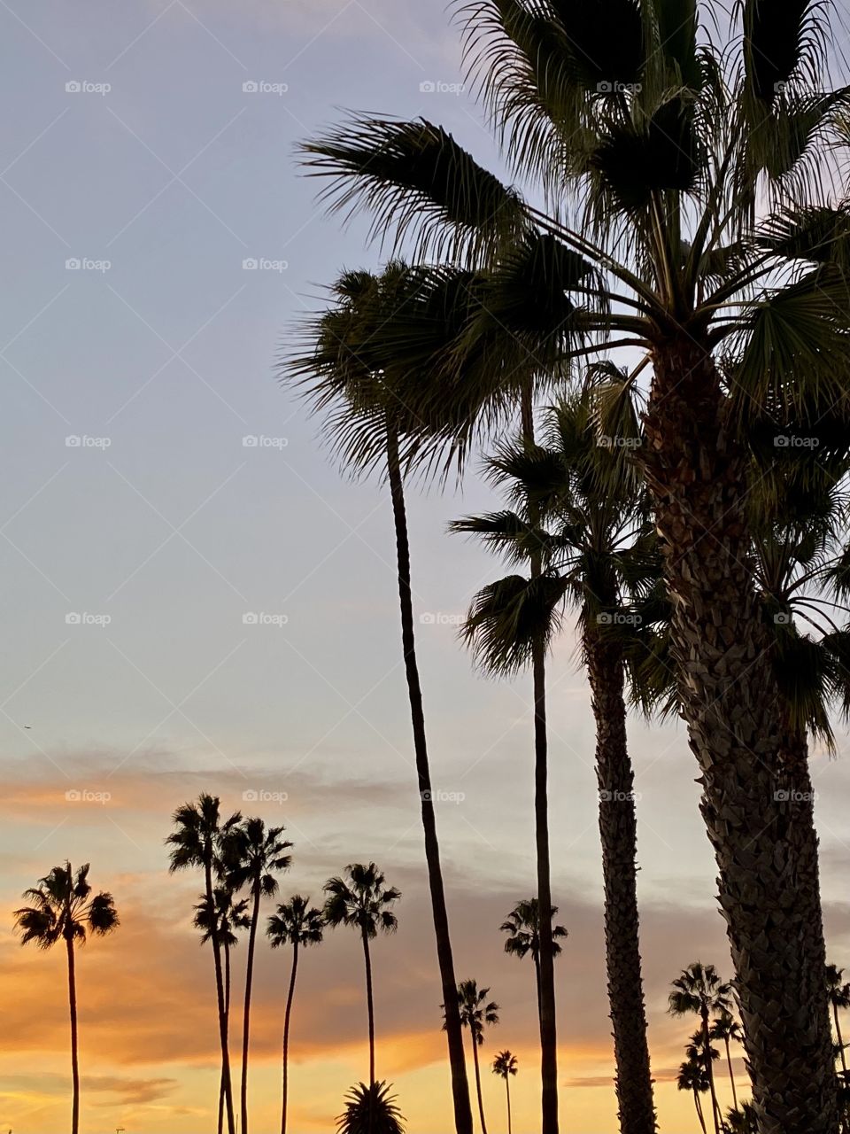 Beautiful sunset in Corona del Mar with palm trees in front of it