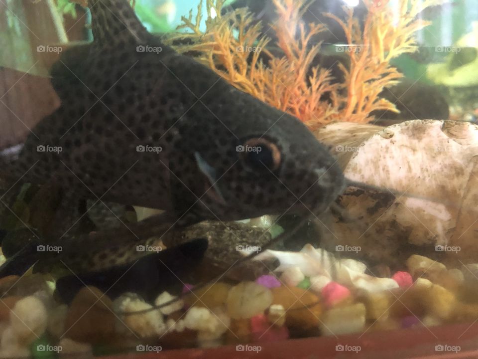 A cute fish in a fishbowl looking at you