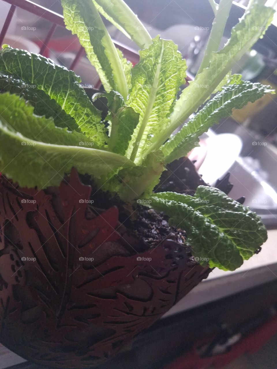 growing healthy lettuce indoors