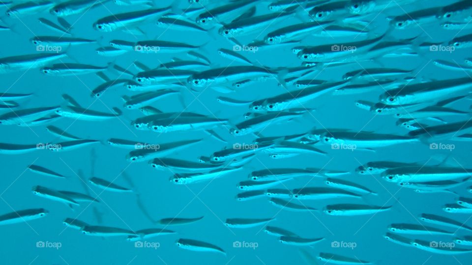 neonfish. Snorkling on the Great Barrier Reef in Australia.