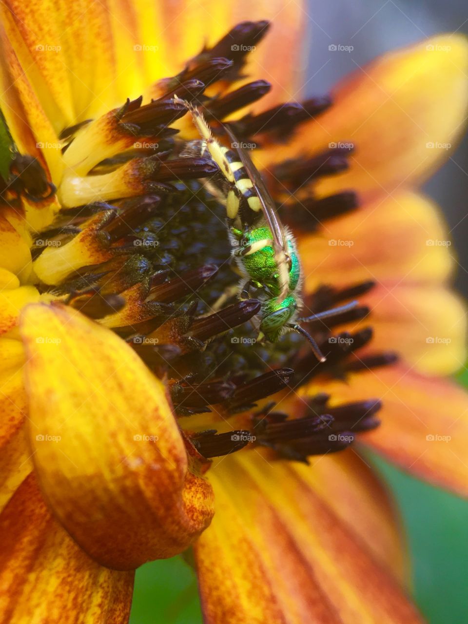 Bee in search of pollen