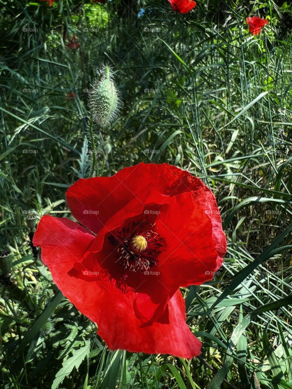 Poppy flower