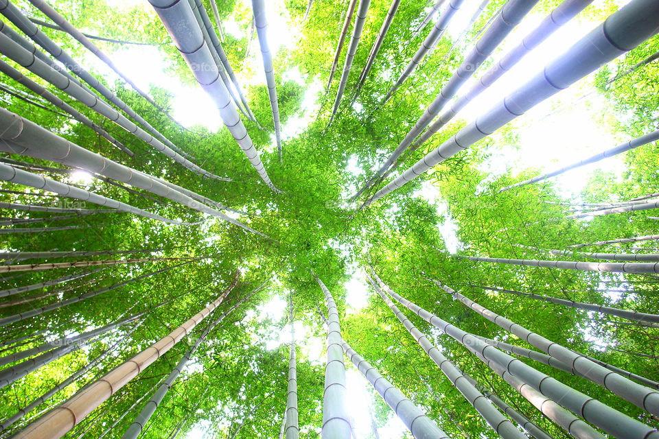 Shot in april in Kyoto, Japan - Bamboo forest