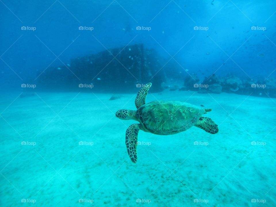 Underwater, Turtle, Sea, Ocean, Water