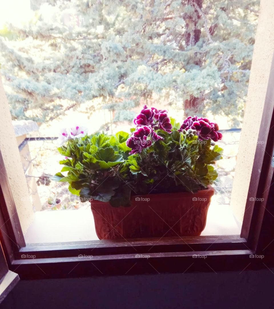 Beautiful plant on the window