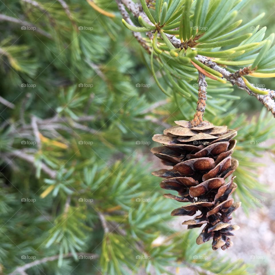 Pine, Evergreen, Cone, Coniferous, Needle