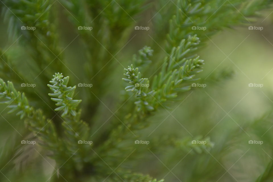 Close-up Of A Japanese Pinetree