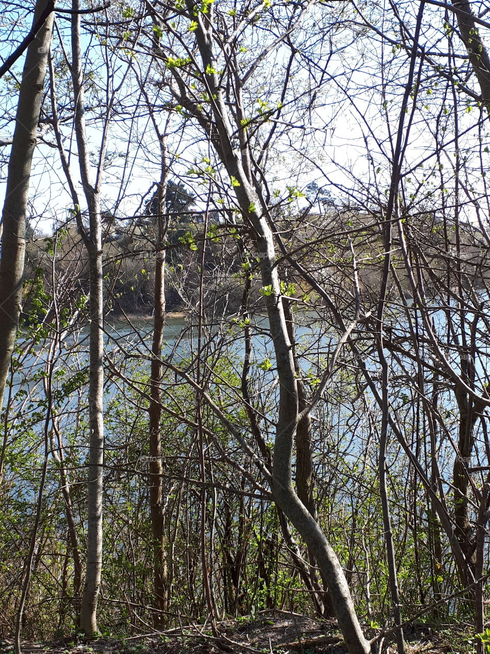 sø - vand - træer - blade - udsigt - forår - grene - landskab