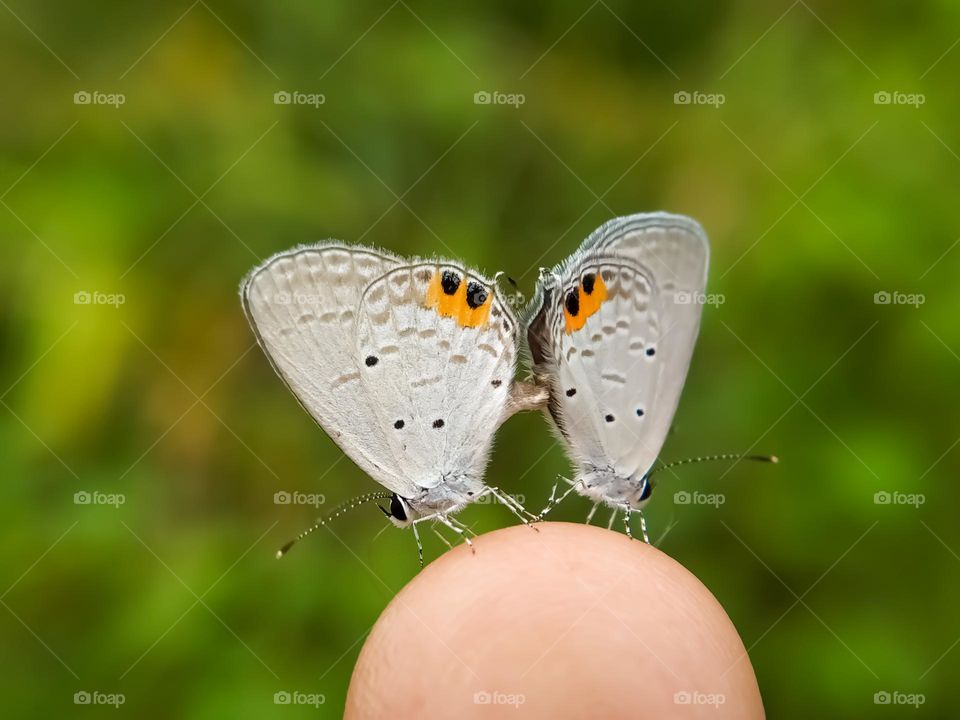 Blue cupid butterfly