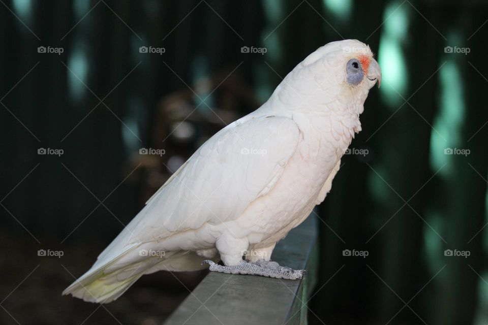 A little corella staring around with skepticism in his mischievous black beady eyes.