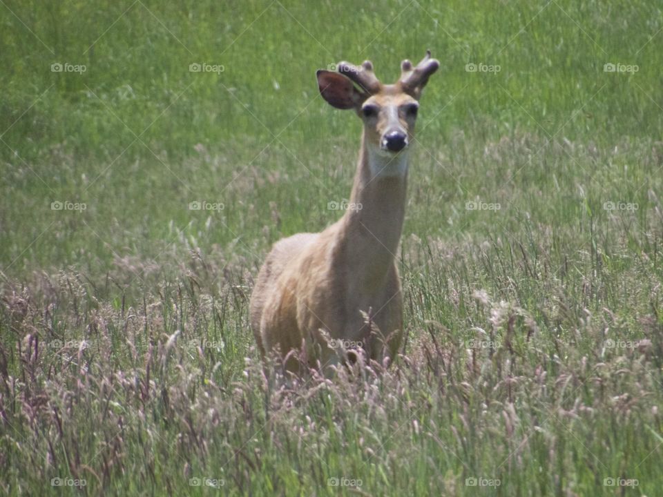 Young buck standing in a field